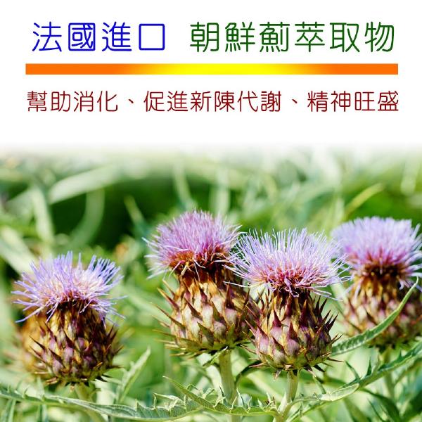 「滿16000贈品」IVITAL艾維特®肝精+B群+朝鮮薊(90粒)「會員價1500元」