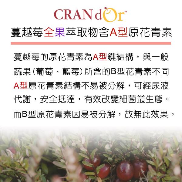 DL-ABS淨敏舒®蔓越莓+私密益生菌+洛神花萼+甘露糖「買2送2盒B群」