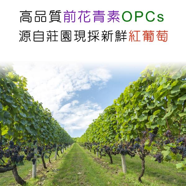 「滿9000元贈品」IVITAL艾維特®NMN EX膠囊「原會員價800」