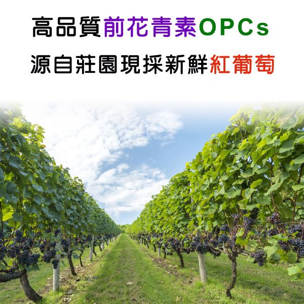 「滿9000元贈品」IVITAL艾維特®NMN EX膠囊「原會員價800」