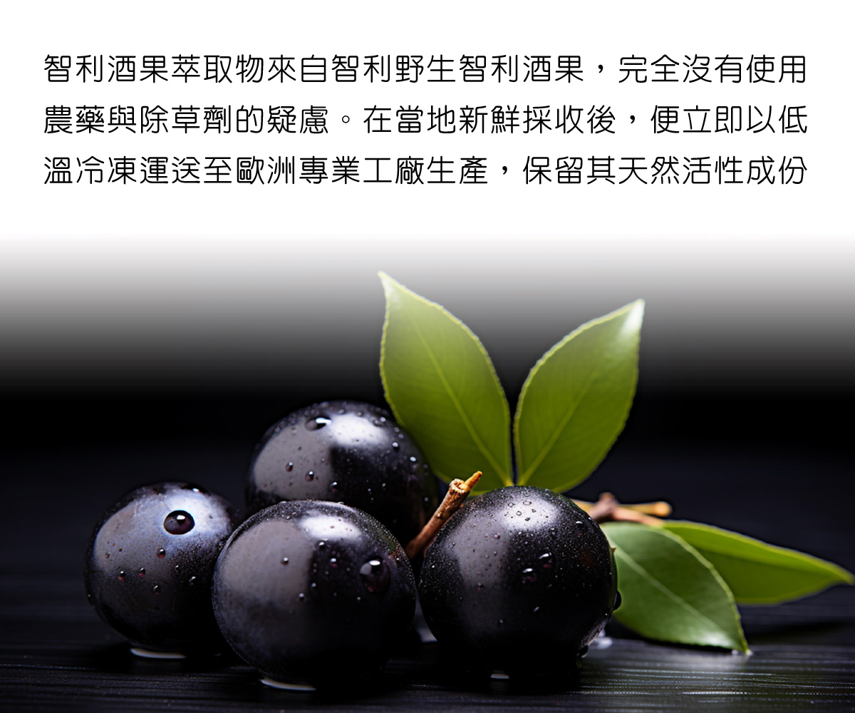 智利酒果萃取物來自智利野生智利酒果,完全沒有使用 農藥與除草劑的疑慮。在當地新鮮採收後,便立即以低 溫冷凍運送至歐洲專業工廠生產,保留其天然活性成份。
