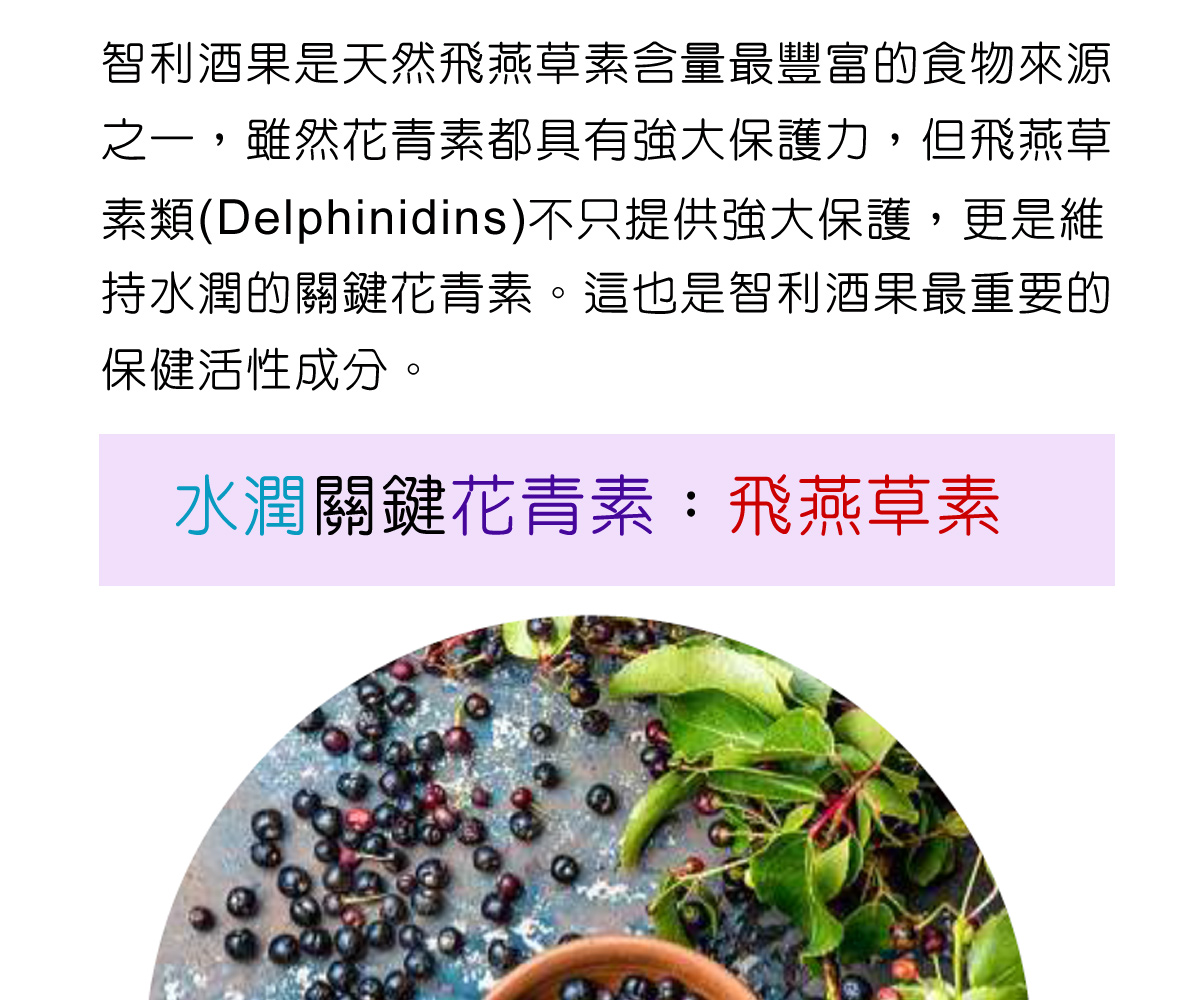 智利酒果是天然飛燕草素含量最豐富的食物來源 之一,雖然花青素都具有強大保護力,但飛燕草 素類(Delphinidins)不只提供強大保護,更是維 持水潤的關鍵花青素。這也是智利酒果最重要的 保健活性成分。